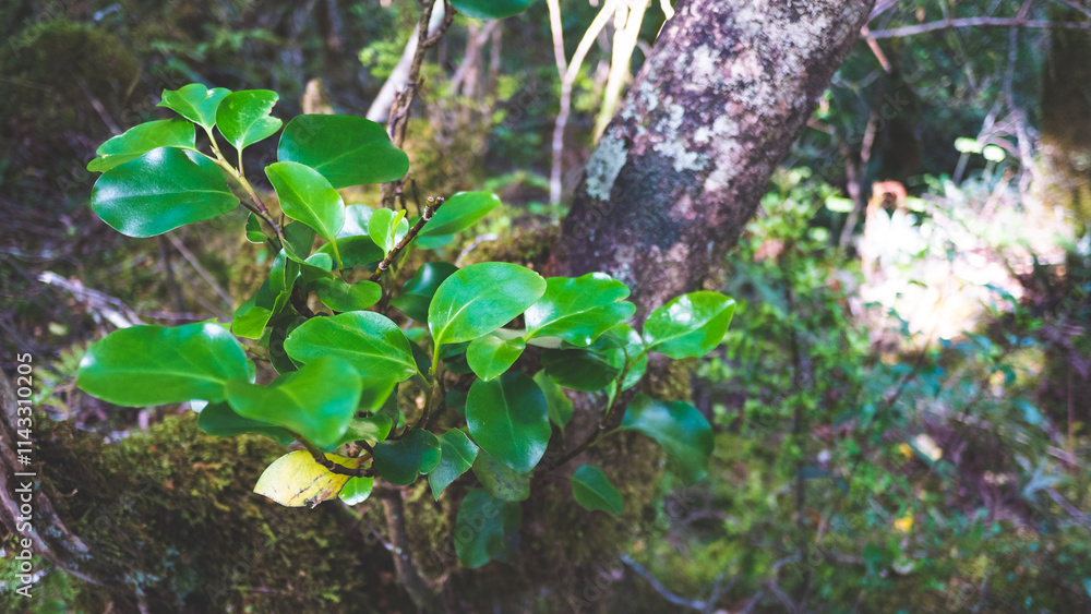 New Zealand nature flora plants foliage close up forest native bush New Zealand nature flora plants foliage close up forest native bush