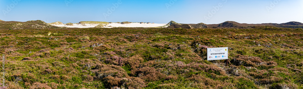 Heather meadow with sand dune in the background on the island Sylt, Germany. Sign reads Heather meadow with sand dune in the background on the island Sylt, Germany. Sign reads