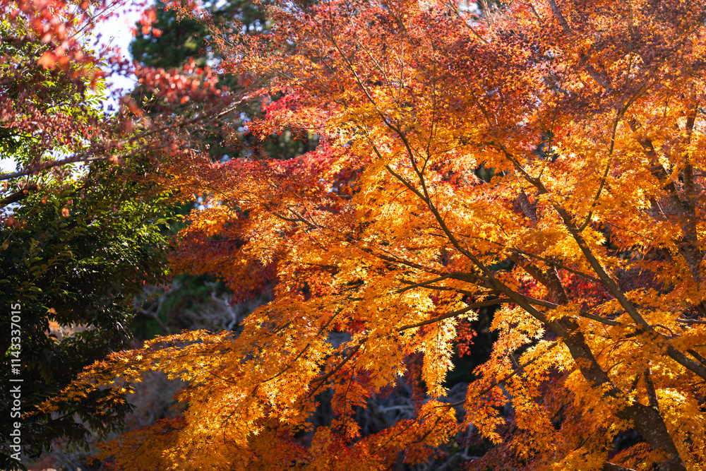 季節を感じる色鮮やかな紅葉 成田山公園 季節を感じる色鮮やかな紅葉 成田山公園