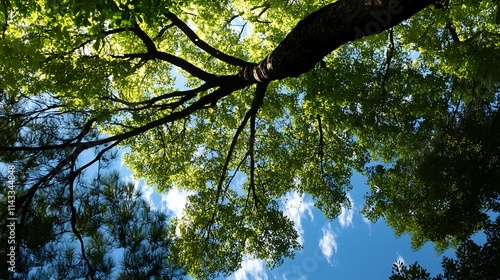 Looking up at a lush tree canopy. Concept of nature, growth, and environment. photo