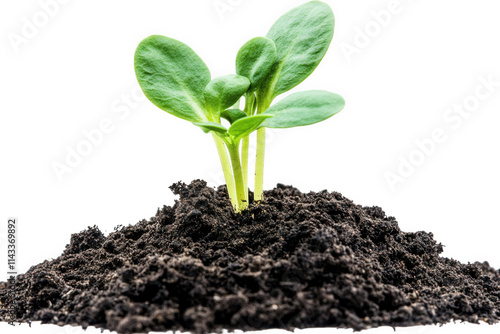 close-up of three green seedlings sprouting from dark soil. isolated on a transparent background photo