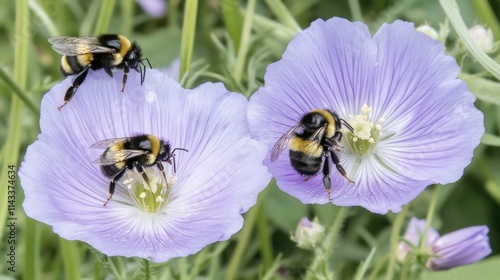 Three bumblebees pollinating pale purple flax flowers. photo