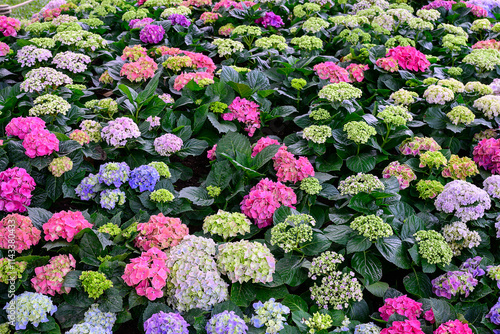 Wallpaper Mural Blooming Hydrangeas flowers in the garden Torontodigital.ca