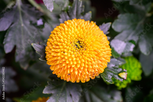 Pompon Dahlias Flowers in the Garden photo