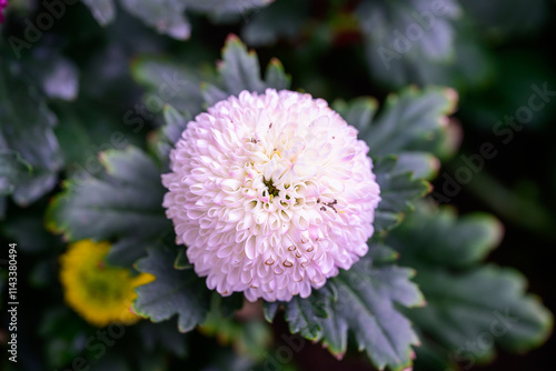 Pompon Dahlias Flowers in the Garden photo