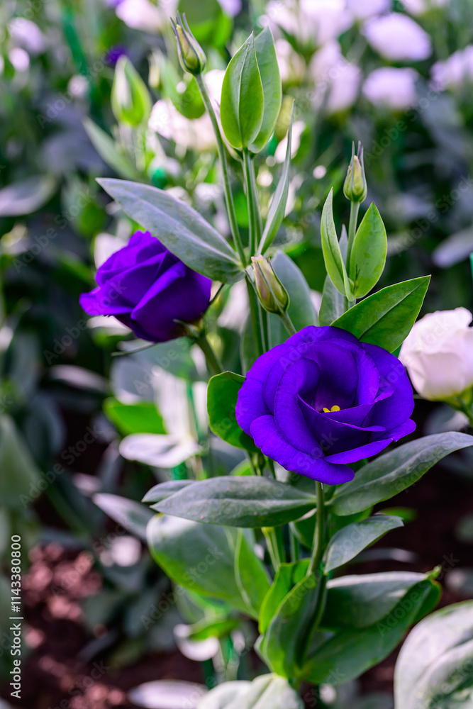 Blooming Lisianthus Flowers on a green leaf background in the garden. Blooming Lisianthus Flowers on a green leaf background in the garden.