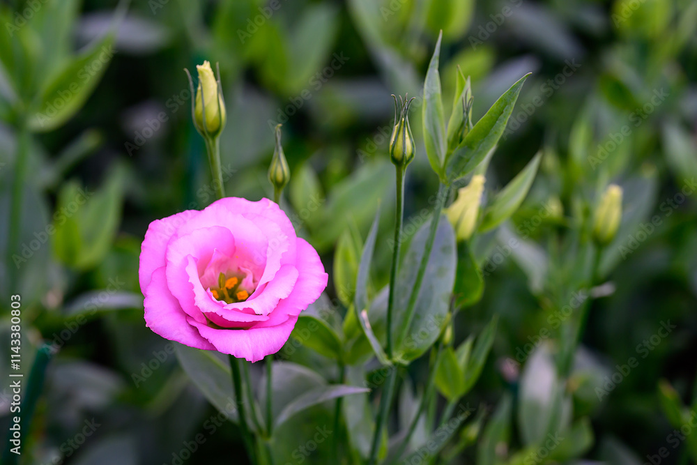Blooming Lisianthus Flowers on a green leaf background in the garden. Blooming Lisianthus Flowers on a green leaf background in the garden.