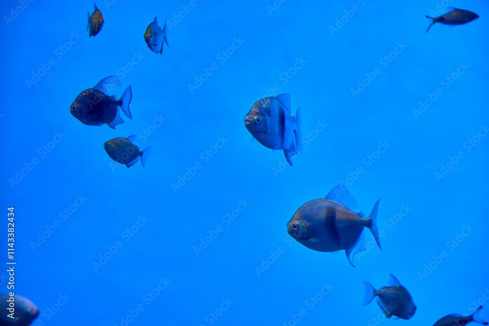 Fototapeta premium Colorful fish swimming in the aquarium of Shanghai Greenhouse Garden during a serene afternoon