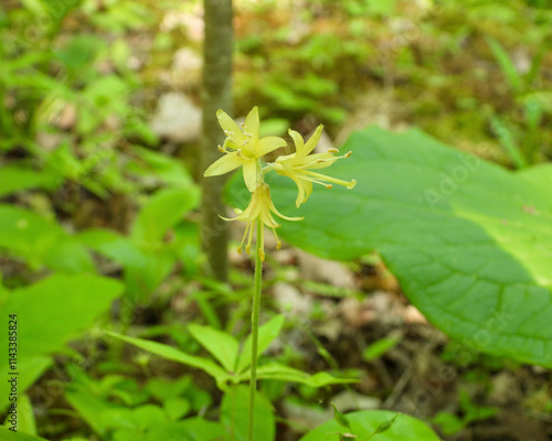 Clintonia borealis | Bluebead Lily | Native North American Wildflower photo