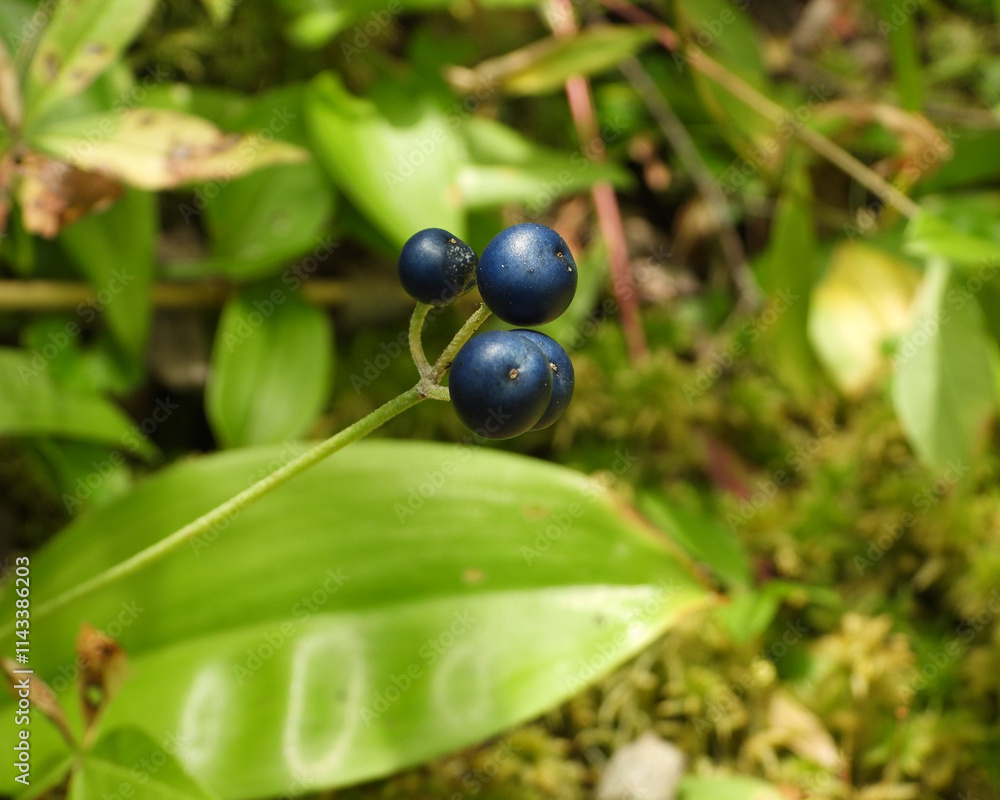 Clintonia borealis | Bluebead Lily | Native North American Plant Berry Fruit Clintonia borealis | Bluebead Lily | Native North American Plant Berry Fruit