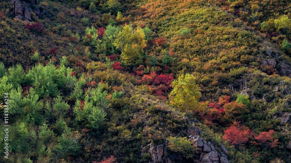Vibrant fall foliage showcases nature's beautiful colors in a forest landscape