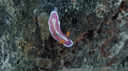 A brightly colored nudibranch crawls along a rock lying on the bottom of a tropical sea. Similar Mexichromis (Mexichromis similaris) 5 mm. ID: mantle margin white with purple spots. photo