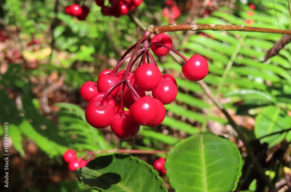 Red Ardisia crenata berries on a branch in Florida nature Red Ardisia crenata berries on a branch in Florida nature