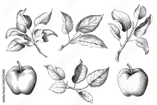 hand-drawn illustration of two apples and five apple tree branches with leaves the branches and leaves are in different shapes and sizes the apples are drawn in a realistic style. with detailed shadin