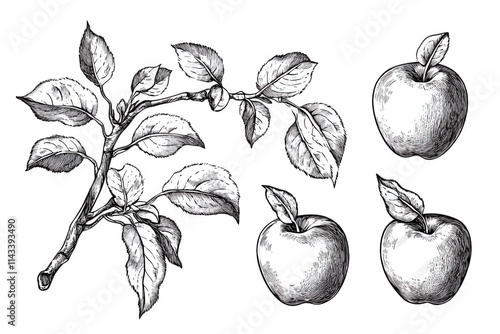 hand drawn illustration of apple tree branch with leaves and apples