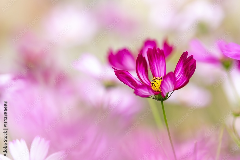 Vibrant garden of blooming gerberas in full sunlight showcasing nature's beauty Vibrant garden of blooming gerberas in full sunlight showcasing nature's beauty