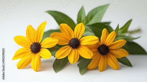 photo of black eyed susan isolated on white background black eyed susan