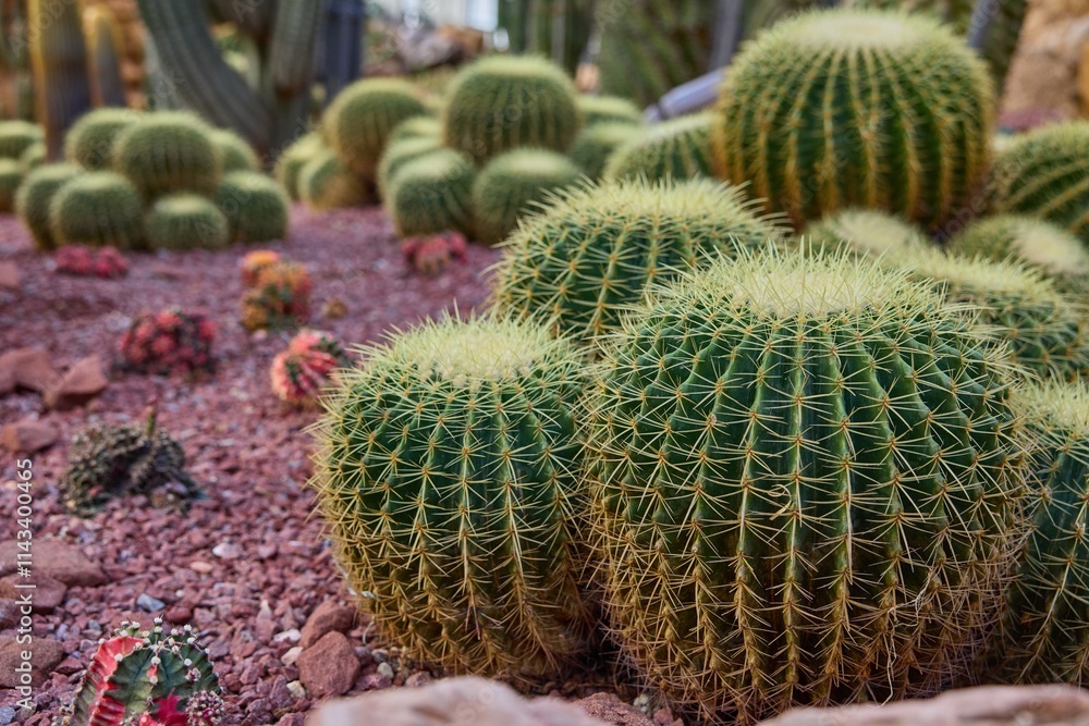 Closeup view of unique cacti in Shanghai greenhouse garden showcasing diverse plant life and natural beauty Closeup view of unique cacti in Shanghai greenhouse garden showcasing diverse plant life and natural beauty