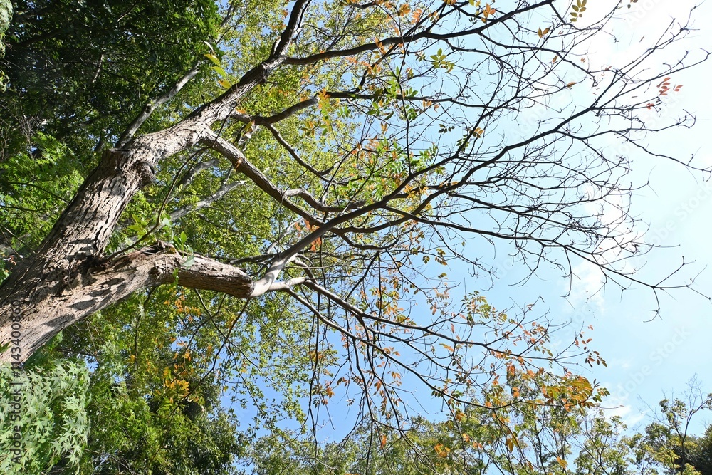 Japan wax tree autumn leaves. Anacardiaceae Dioecious deciduous tree. In Japan, it is a resource plant whose fruit is used to extract wax. Japan wax tree autumn leaves. Anacardiaceae Dioecious deciduous tree. In Japan, it is a resource plant whose fruit is used to extract wax.