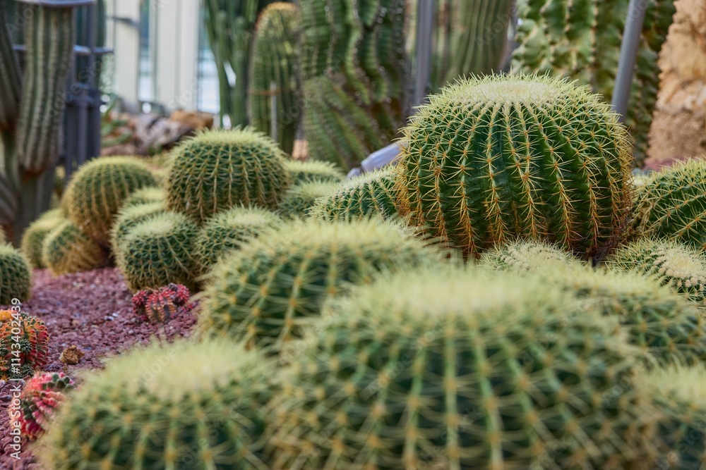 Closeup view of unique cacti in the Shanghai Greenhouse Garden showcasing diverse textures and colors Closeup view of unique cacti in the Shanghai Greenhouse Garden showcasing diverse textures and colors