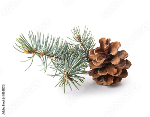 Pine cone and fir branch on white background