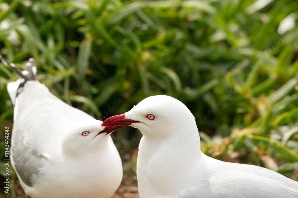 Closeup of Two Seagulls, Coastal Birds in Detail