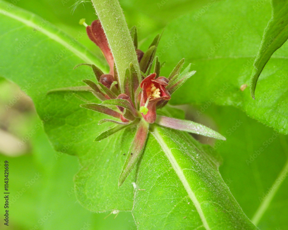 Fototapeta premium Triosteum perfoliatum | Late Horse Gentian | Fever-wort | Wild Coffee | Native North American Wildflower