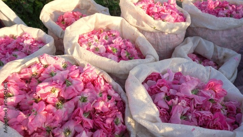 Damask rose petals in bags. Picked products. Harvested flowers. Rose attar, rose essence. Essential oil factory