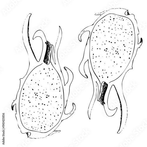 Dragonfruit ink graphic vector seamless pattern isolated on white background. High quality hand drawn black and white art for food design, packages, restaurant menu, fruit ads, label, logo and decor