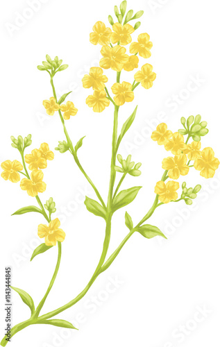 Brassica napus oilseed rape flower botanical painting illustration