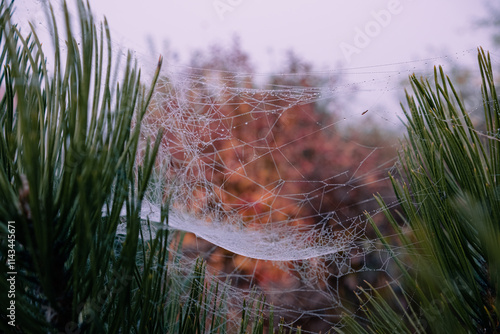 a large amount of cobwebs on pine needles. cobwebs in dew drops on a pine tree on a foggy autumn morning