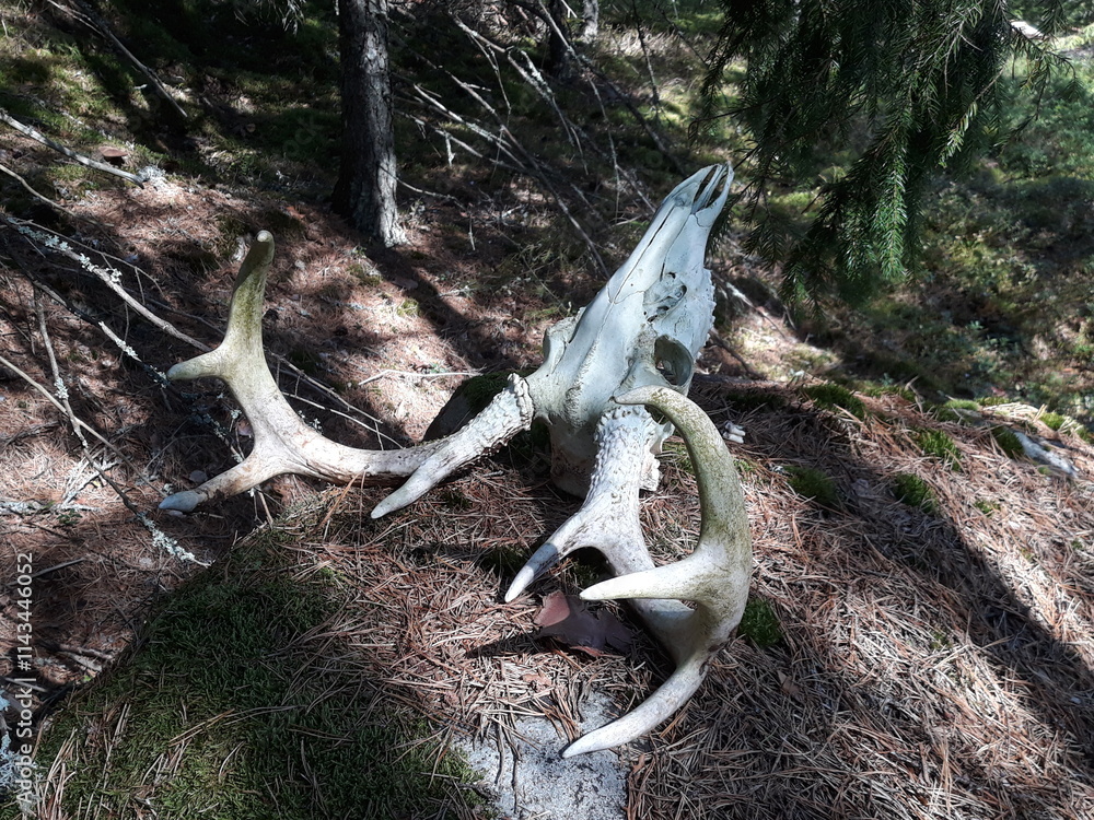 Fototapeta premium Antlers and deer skull in a summer forest in Finland