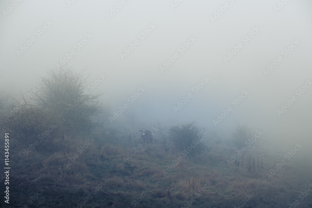 Fototapeta premium Horses graze in a field in thick fog on a hillside. Pasture in the early morning, silhouettes of cows and horses emerge from the fog