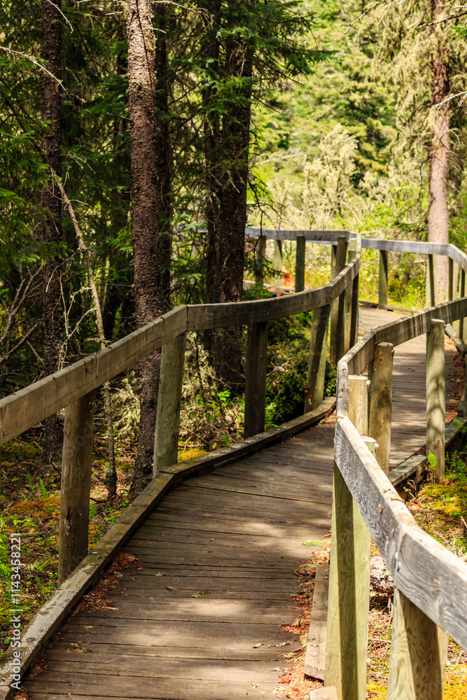 A wooden walkway in a forest with trees on either side A wooden walkway in a forest with trees on either side