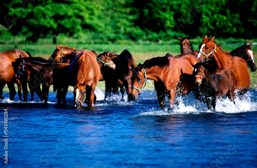 競走馬の川渡（浦河町）