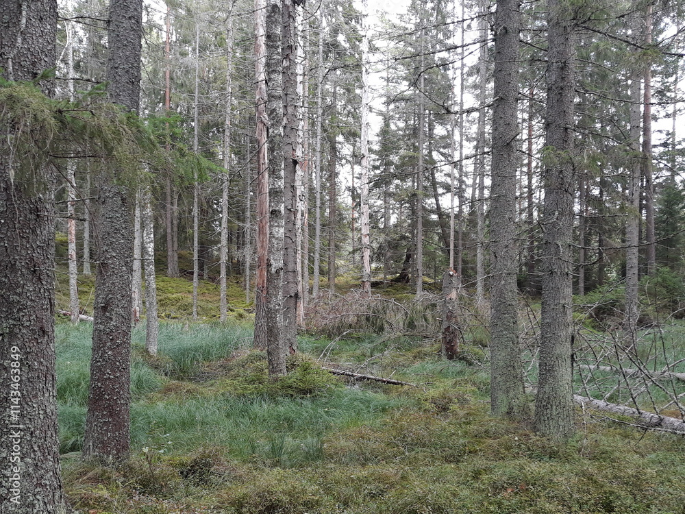 Natural spruce forest in Finland Natural spruce forest in Finland