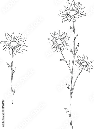 Wallpaper Mural Daisy flower sketch botanical illustration Torontodigital.ca