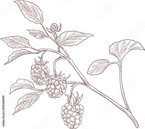 rasberries fruit  plant botanical sketch illustration