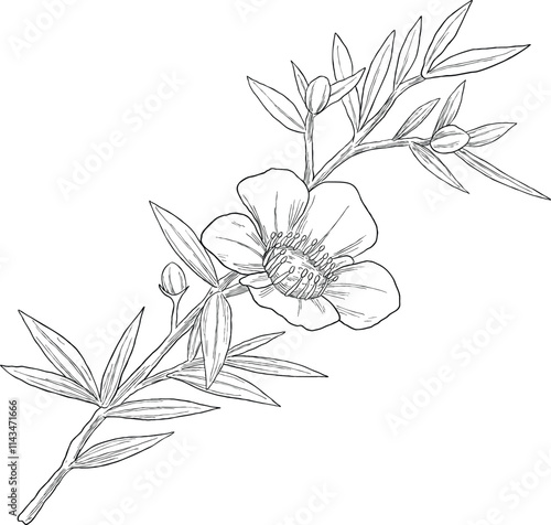 Manuka kanuka flower set botanical sketch illustration