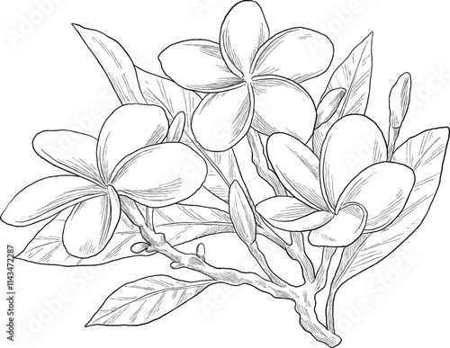 Frangipani flower botanical sketch illustration