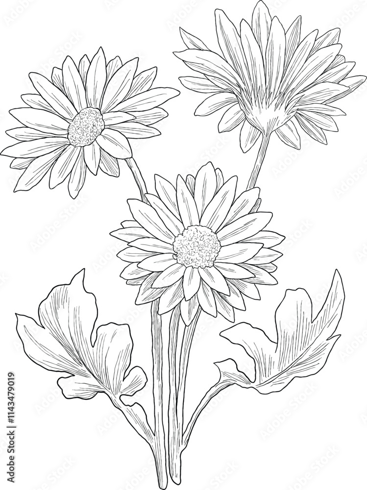 Gerbera flower botanical sketch illustration Gerbera flower botanical sketch illustration