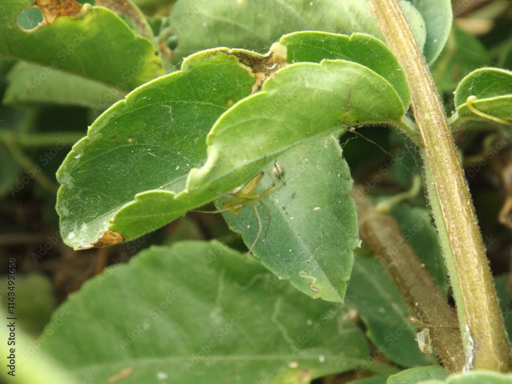 There are many beautiful insects that can be found on the flowers in the backyard. There are many beautiful insects that can be found on the flowers in the backyard.