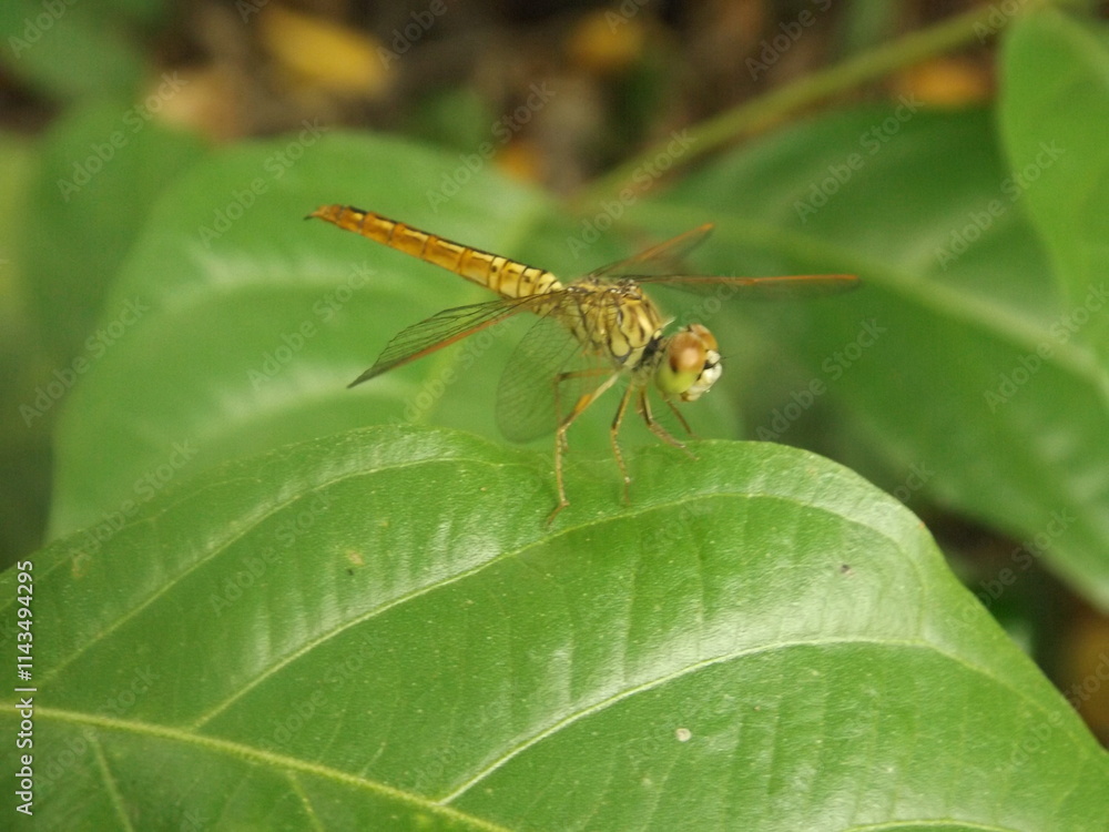 There are many beautiful insects that can be found on the flowers in the backyard. There are many beautiful insects that can be found on the flowers in the backyard.