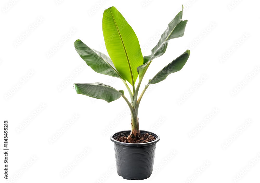 Potted banana plant isolated on a transparent or white background Potted banana plant isolated on a transparent or white background