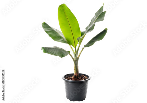 Potted banana plant isolated on a transparent or white background photo