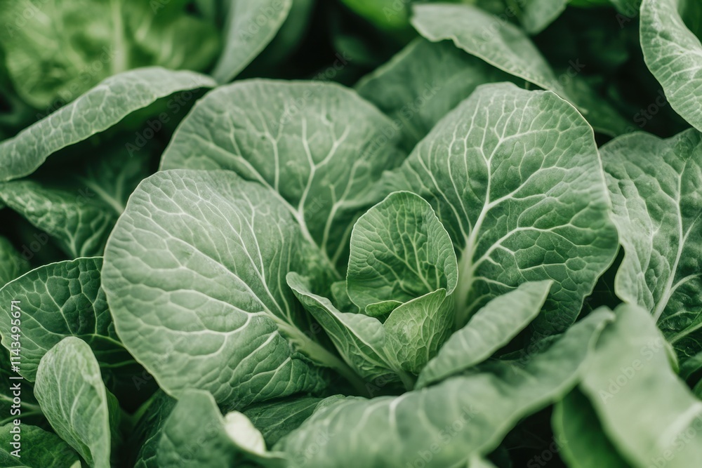 Close-up of vibrant green cabbage leaves. Illustrates freshness, health, and organic produce. Close-up of vibrant green cabbage leaves. Illustrates freshness, health, and organic produce.