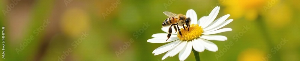 A honey bee collecting pollen from a white flower in a bright and colorful garden, flower, natural, daisy A honey bee collecting pollen from a white flower in a bright and colorful garden, flower, natural, daisy