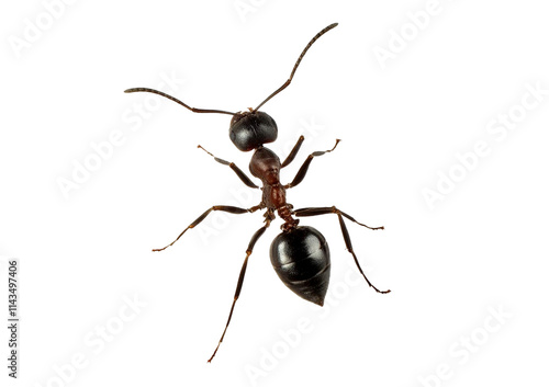 Obraz na płótnie Ant isolated on transparent or white background