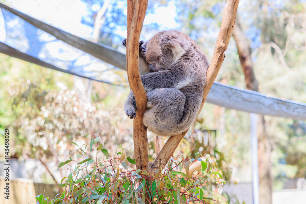 Fototapeta premium 木の枝の間で眠るコアラ
