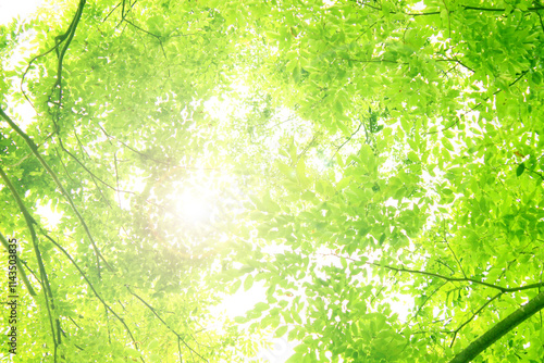森の中 緑 春 夏 背景 素材 グリーン 黄緑 太陽 自然 光 爽やか